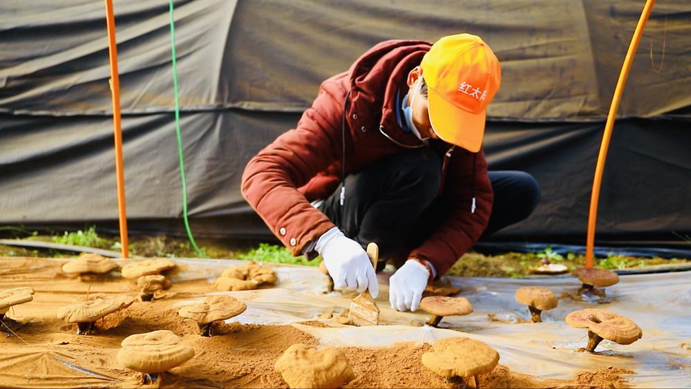 采收靈芝孢子粉。