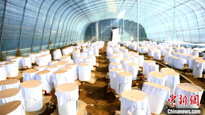 圖為靈芝套袋?！∴嚢?攝