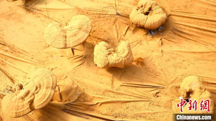 圖為靈芝基地內(nèi)孢子粉布滿塑料膜?！〉录?攝