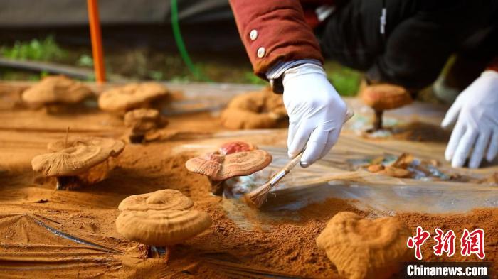 圖為農(nóng)民采收靈芝孢子粉。　德吉 攝