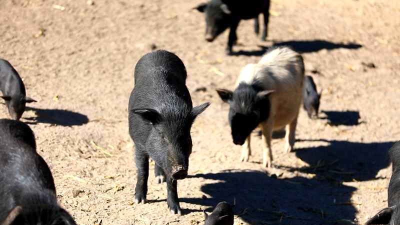 藏香豬在覓食。