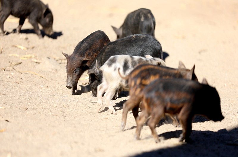 藏香豬在覓食。
