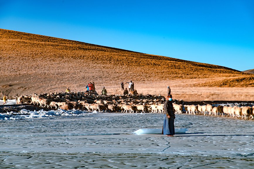 牧民趕著羊群，準(zhǔn)備通過冰面。 覃穎華攝