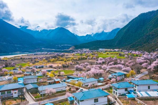 人間桃花源！林芝桃花有多絕？