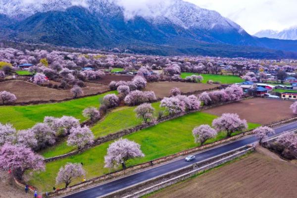 人間桃花源！林芝桃花有多絕？
