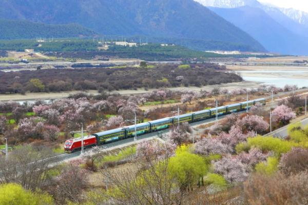 人間桃花源！林芝桃花有多絕？