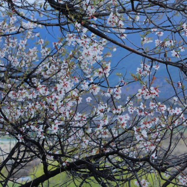 人間桃花源！林芝桃花有多絕？