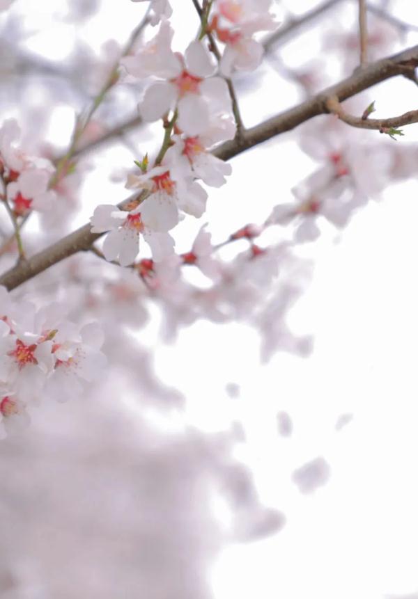 人間桃花源！林芝桃花有多絕？