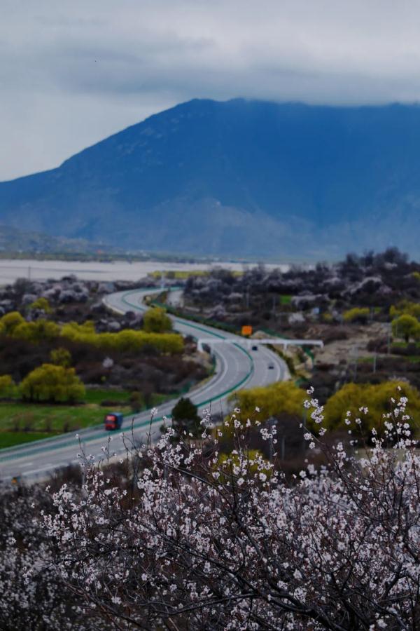 人間桃花源！林芝桃花有多絕？