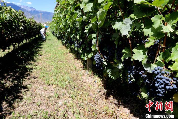 昌都芒康縣依托“兩江流域”干熱河谷地帶地理優(yōu)勢將康巴蜜橘、蘋果、甜石榴、葡萄、蜜桃等經濟林木種植?！〔际忻⒖悼h委宣傳部供圖
