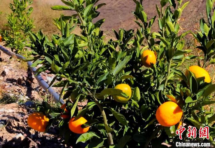 昌都芒康縣依托“兩江流域”干熱河谷地帶地理優(yōu)勢將康巴蜜橘、蘋果、甜石榴、葡萄、蜜桃等經濟林木種植。　昌都市芒康縣委宣傳部供圖
