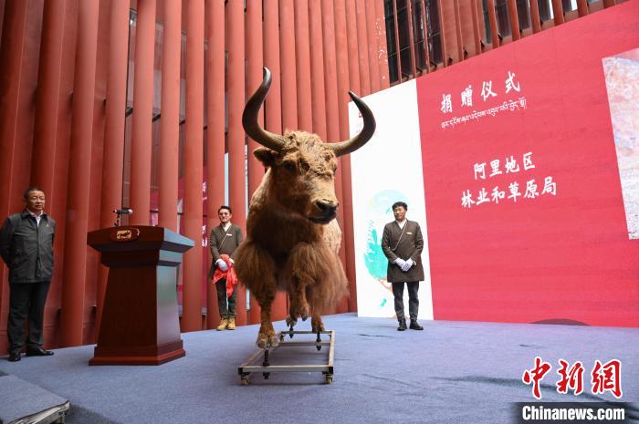 圖為阿里地區(qū)林草局捐贈的金絲野牦牛標本?！≮w朗 攝