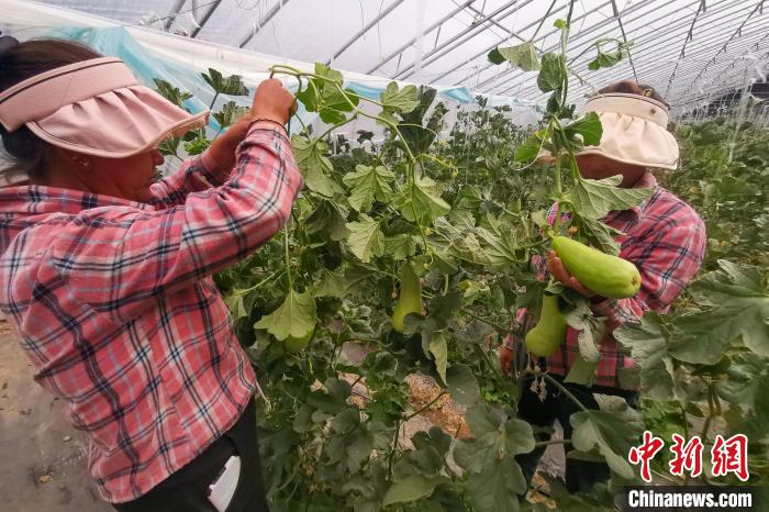 工作人員打理高原溫室大棚?！⒔ㄜ?攝