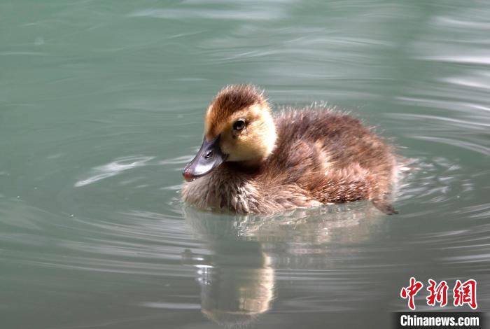圖為6月22日，棲息在拉魯濕地的白眼潛鴨?！±盍?攝
