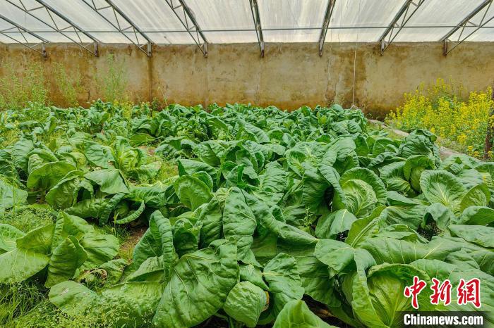 公珠湖執(zhí)勤點(diǎn)的大棚蔬菜，種菜是該執(zhí)勤點(diǎn)輪換民警們的日常?！↓埿▲P 攝