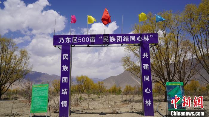 圖為“民族團結(jié)同心林”項目?！∧藮|融媒供圖