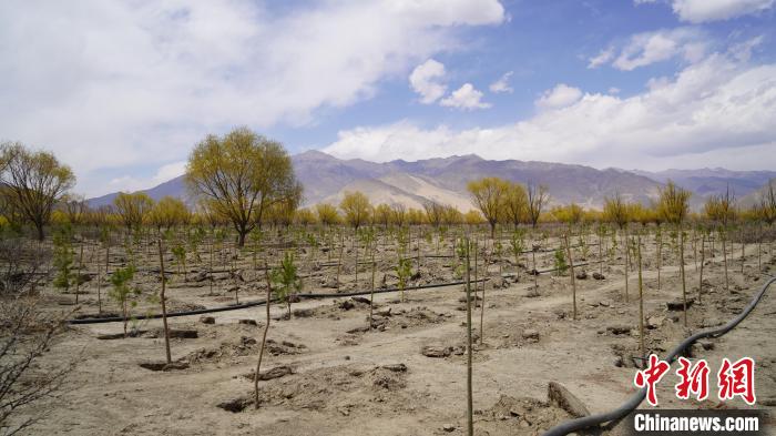 圖為位于乃東區(qū)雅魯藏布江河畔的“民族團結(jié)同心林”已初具雛形。　乃東融媒供圖