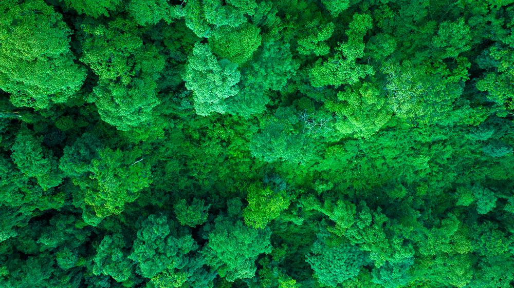 森林覆蓋率達(dá)到50%以上，滿目皆綠。益西曲批攝