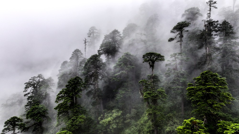 水霧蒸騰，滿目皆綠。張澤坤攝