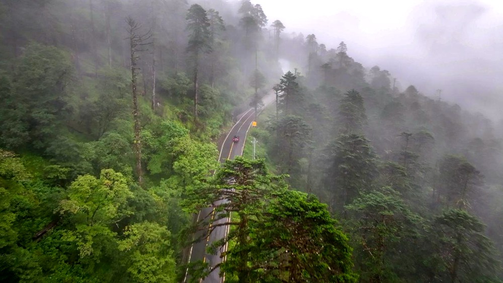 穿行于綠色間。張澤坤攝