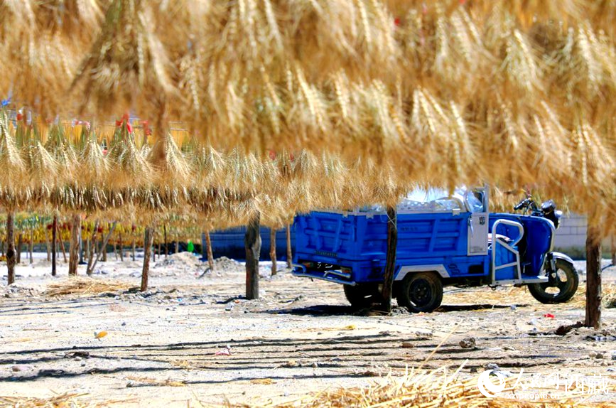 金燦燦的秋天，都是收獲。  人民網(wǎng) 李海霞攝