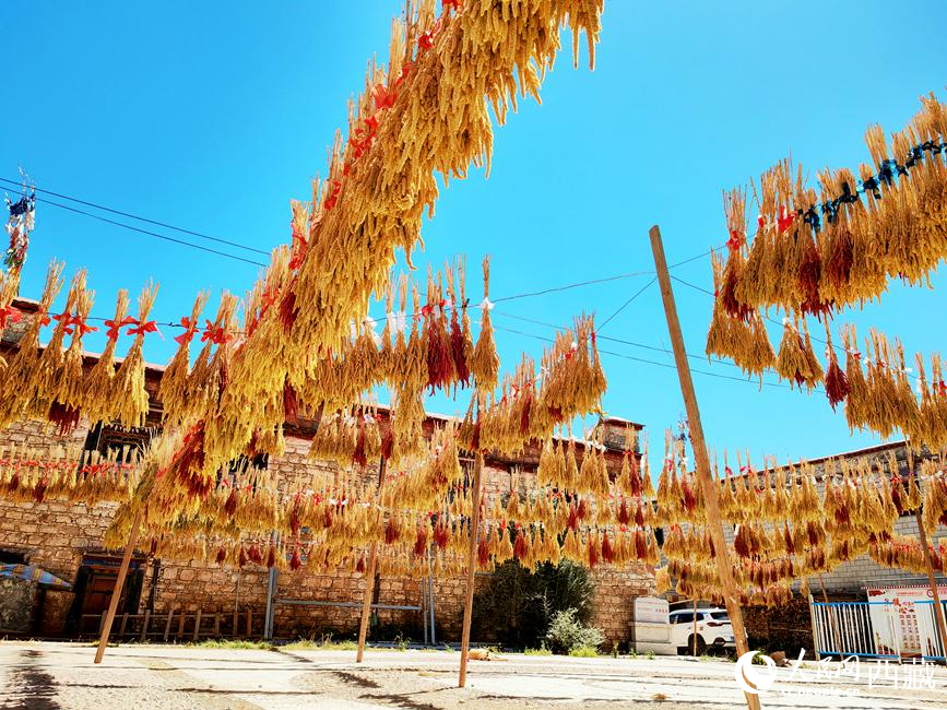 村子廣場(chǎng)上曬滿了糧食。 人民網(wǎng) 李海霞攝