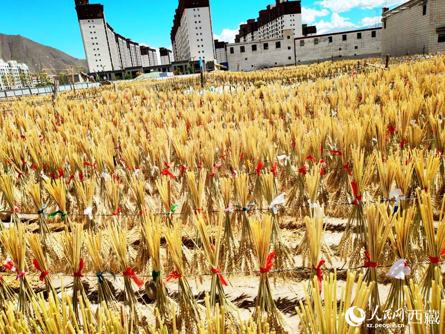 整個(gè)村莊沉浸在收獲的喜悅中。人民網(wǎng) 李海霞攝