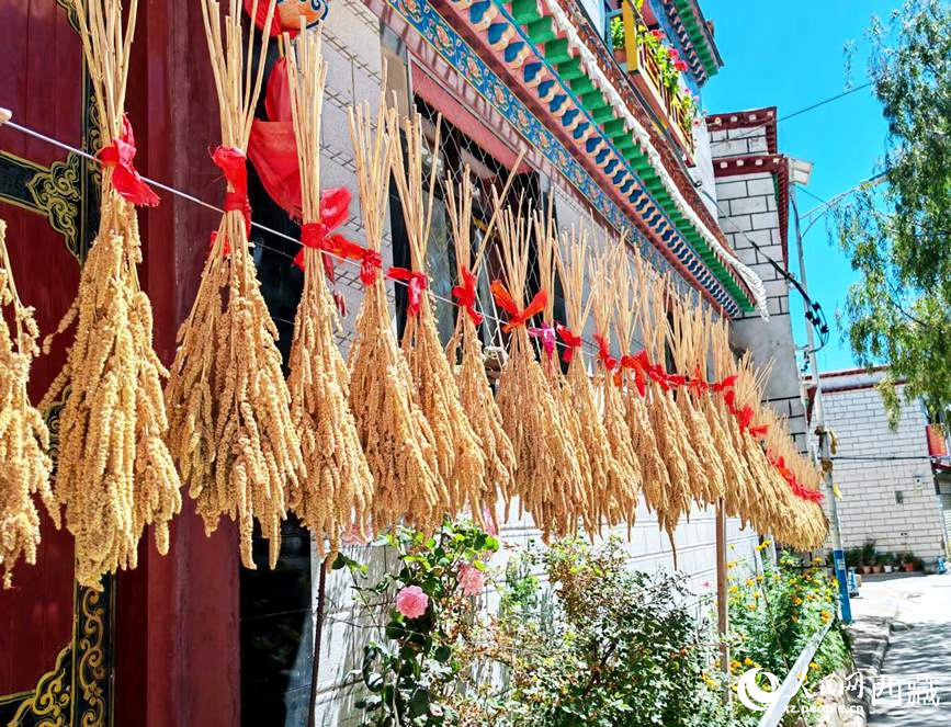 整個(gè)村莊沉浸在收獲的喜悅中。人民網(wǎng) 李海霞攝