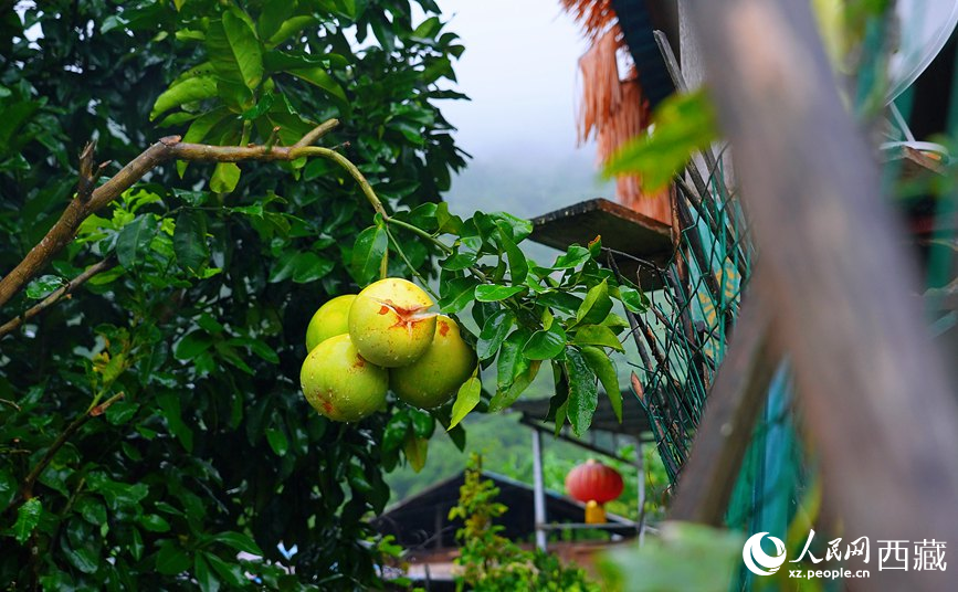 墨脫縣德興鄉(xiāng)德興村庭院果樹飄香。