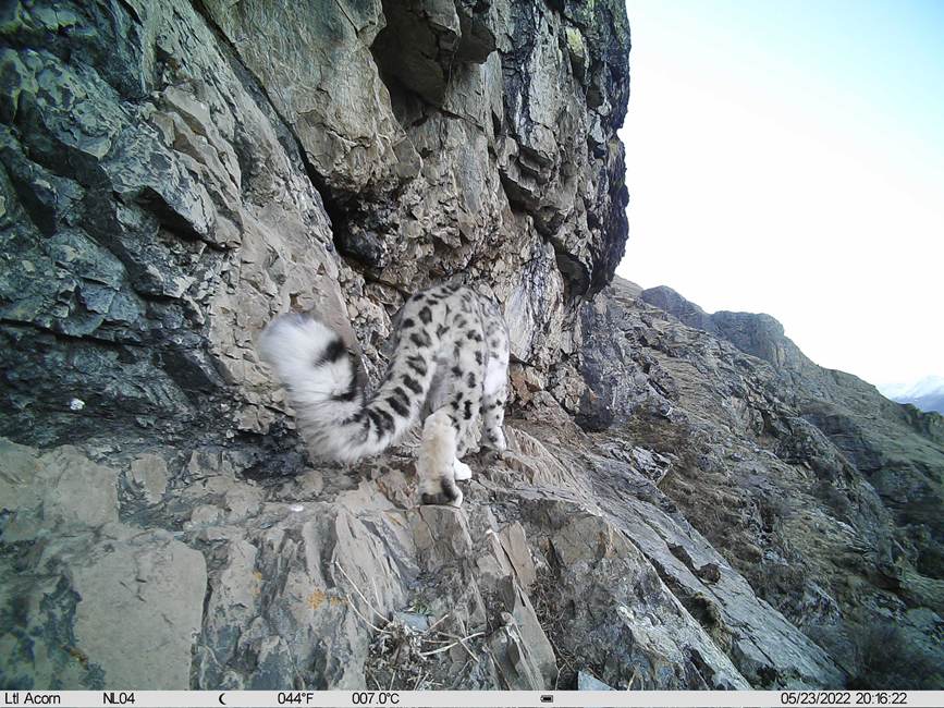 雪豹影像。山水自然保護(hù)中心供圖