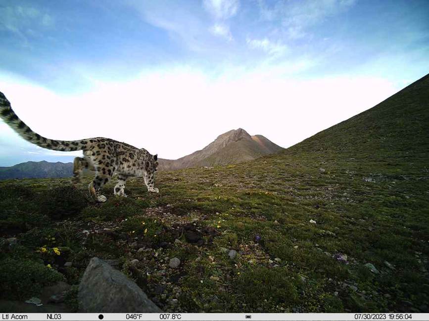 雪豹影像。山水自然保護(hù)中心供圖