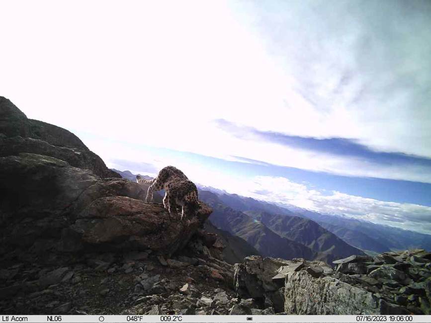 雪豹影像。山水自然保護(hù)中心供圖