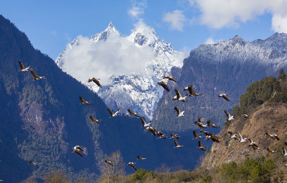 黑頸鶴蹁躚起舞美如畫。索多攝