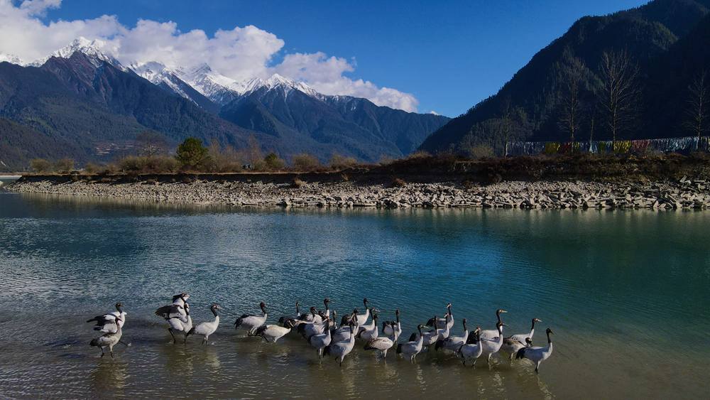 河中嬉戲的黑頸鶴。益西旦增攝