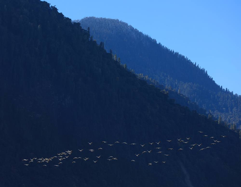 黑頸鶴在天空中自由翱翔。益西旦增攝