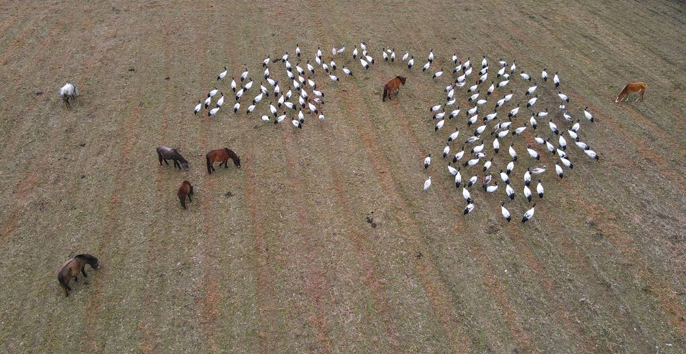 覓食中的黑頸鶴。益西旦增攝
