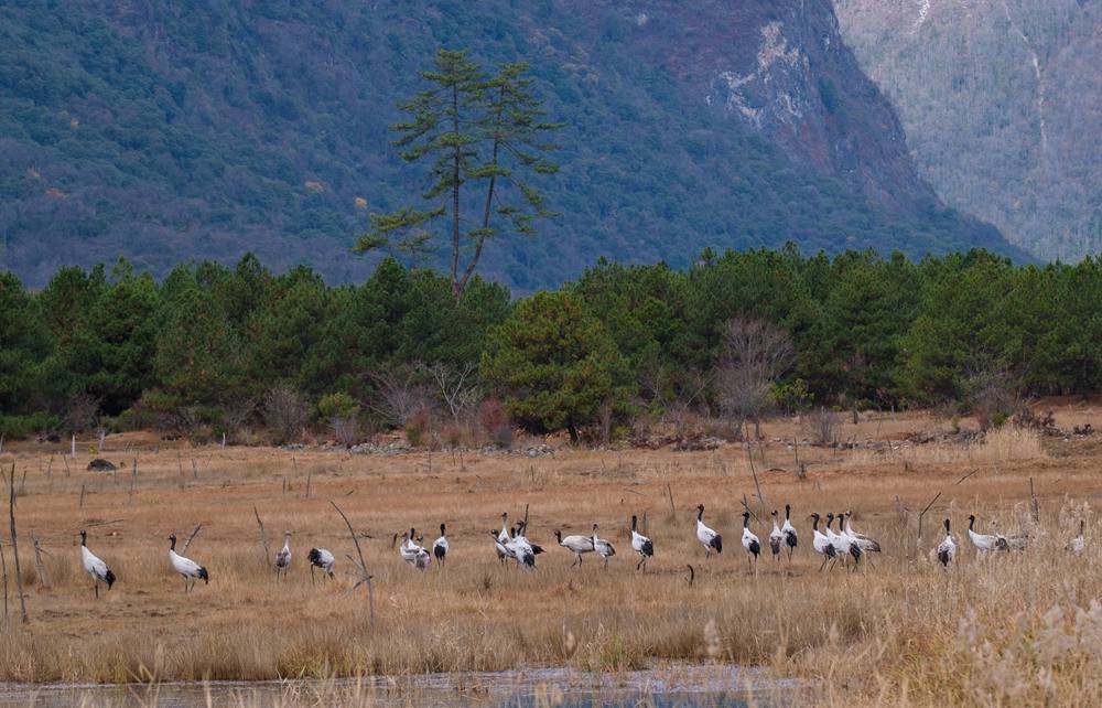 覓食中的黑頸鶴。扎頓攝