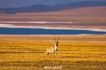 可愛壁紙上新！藏羚羊就是高原上的精靈吧