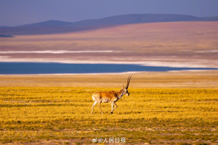 可愛壁紙上新！藏羚羊就是高原上的精靈吧