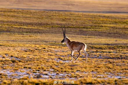 可愛壁紙上新！藏羚羊就是高原上的精靈吧