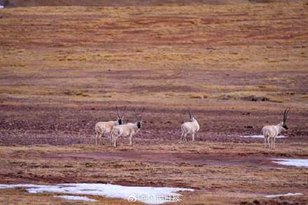 可愛壁紙上新！藏羚羊就是高原上的精靈吧
