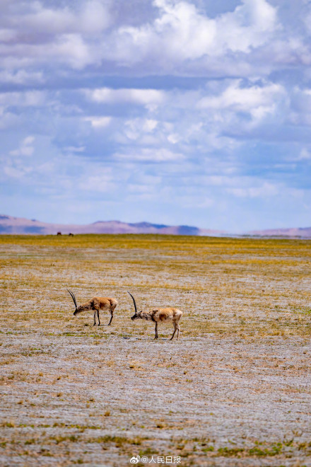 可愛壁紙上新！藏羚羊就是高原上的精靈吧