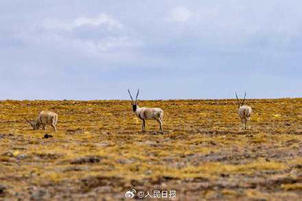 可愛壁紙上新！藏羚羊就是高原上的精靈吧