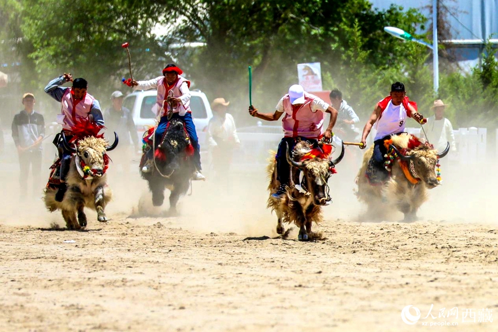 拉薩首屆農(nóng)牧民運動會上的賽牦牛比賽。