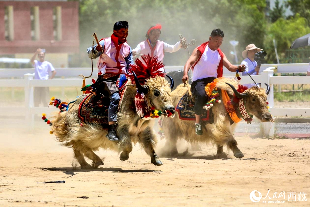 拉薩首屆農(nóng)牧民運動會上的賽牦牛比賽。