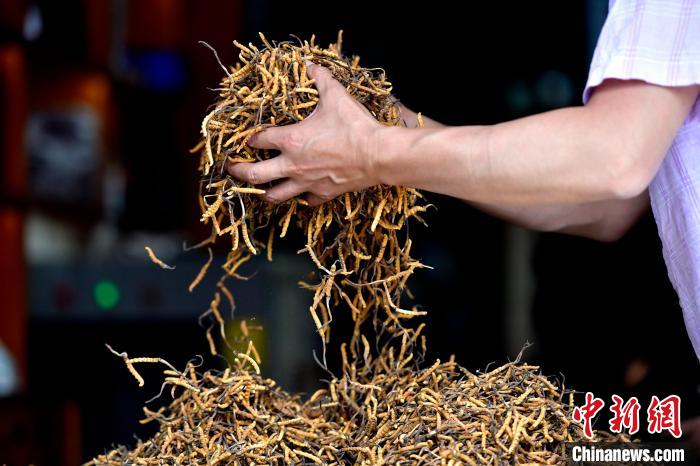 西藏拉薩:冬蟲夏草交易忙