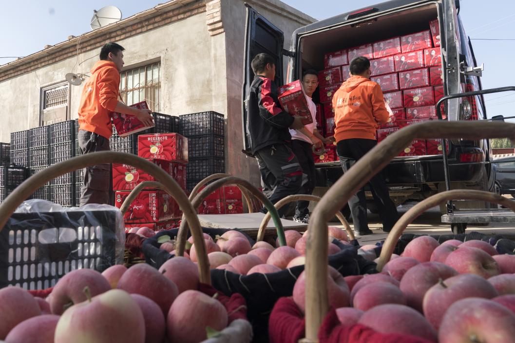 西部冰糖心蘋果，乘著商流上行。劉浩攝