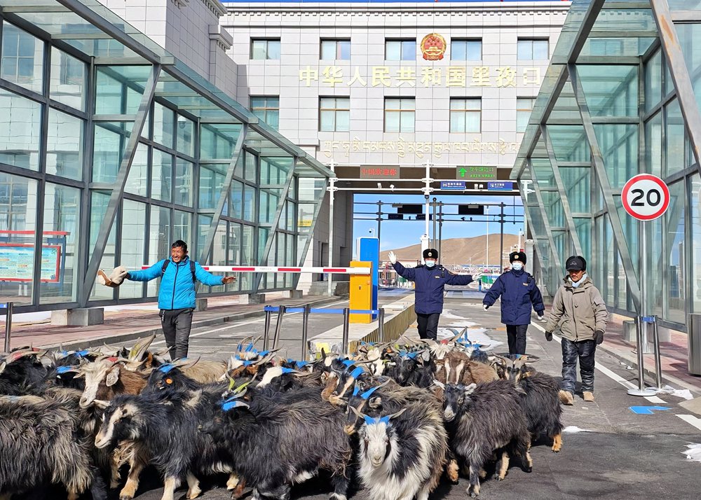 海關關員監(jiān)管驗放出口活羊。次旺久美攝