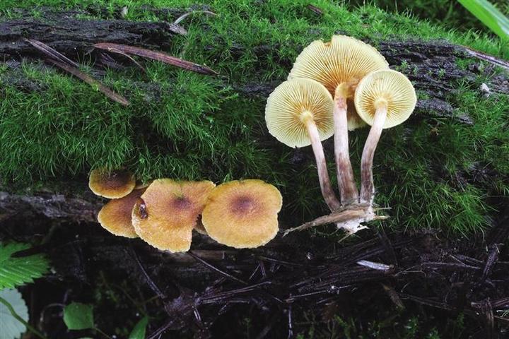 科研團(tuán)隊解鎖青藏高原大型真菌新密碼