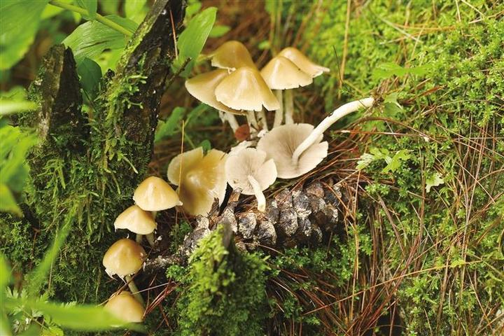 科研團(tuán)隊解鎖青藏高原大型真菌新密碼